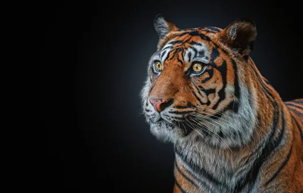 Picture look, face, tiger, portrait, black background, wild cat, the expression