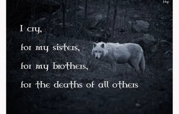 Predator, nature, animal, wolf, quotes, canis lupus, wildlife, wolf wisdom