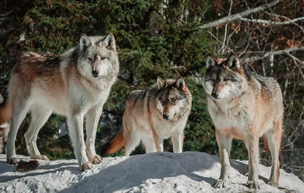 Picture face, wolf, wildlife, head, fur, mammal, whiskers, wolfpack