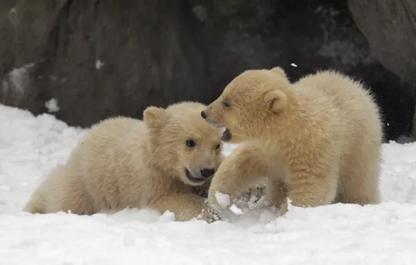 Animals, snow, the game, white, bears, Arctic, winter