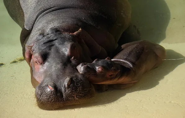 Picture background, zoo, hippos