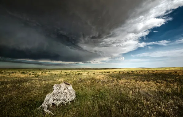 Field, the sky, clouds, snag