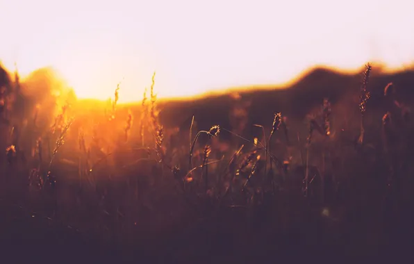 Field, grass, sunset