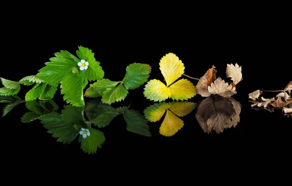 Greens, leaves, reflection, death, maturity, youth, strawberries, dry