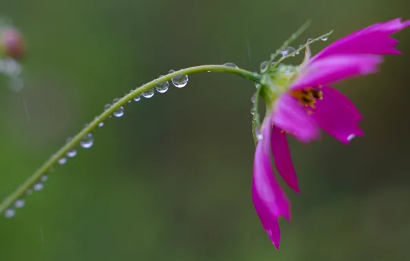 Picture flower, drops, Rosa, petals, stem