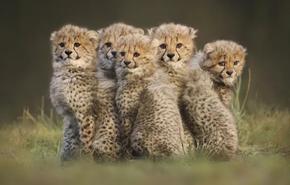 Glade, kittens, Cheetah, cubs, cheetahs, faces, brood