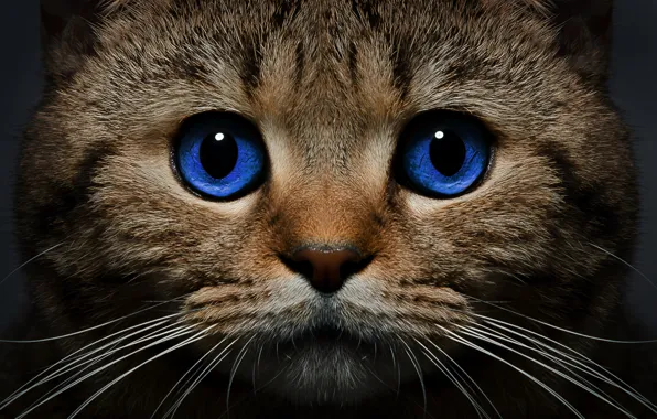 Cat, cat, mustache, look, face, blue eyes