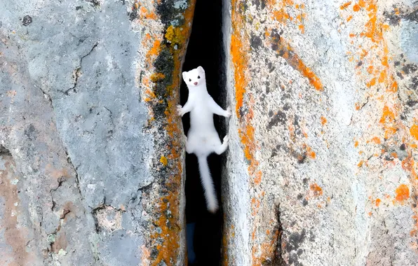 Animal, marten, Between the stones