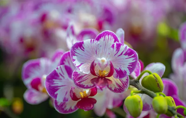 Branch, flowering, Orchid