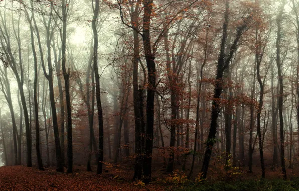 Forest, trees, fog, trail, Autumn, forest, trees, autumn