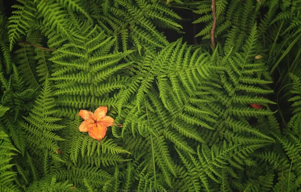 Leaves, fern, flower