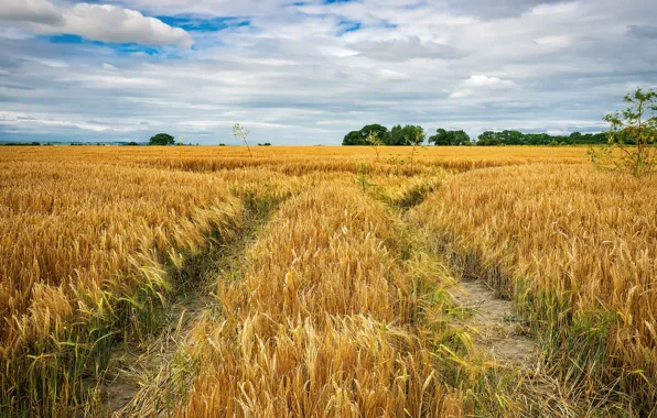 Field, the sky, clouds, rye, space, track, ears, cereals
