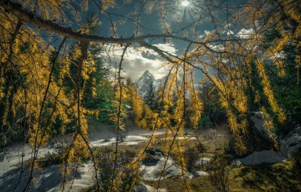 Autumn, the sun, light, snow, mountains, branches, nature, stones