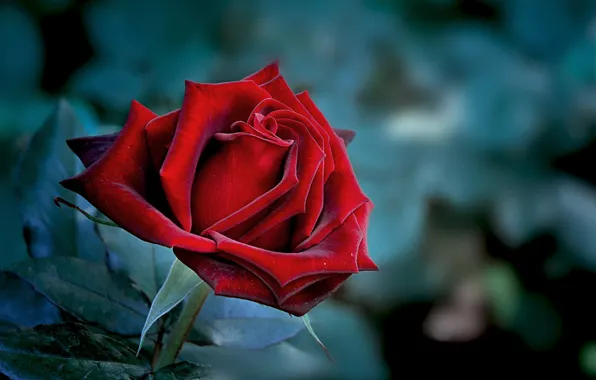 Picture roses, red, bokeh, petals, flowering