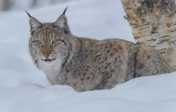Winter, look, snow, lynx, wild cat