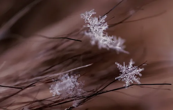Picture macro, snowflakes, background