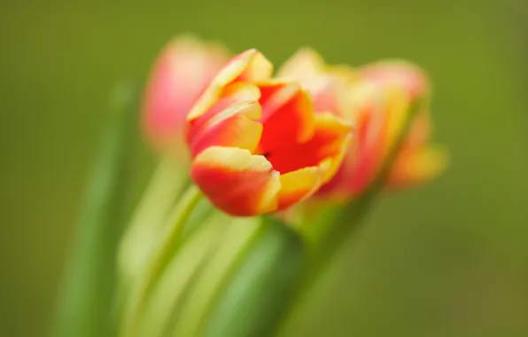 Picture petals, Bud, tulips, bokeh