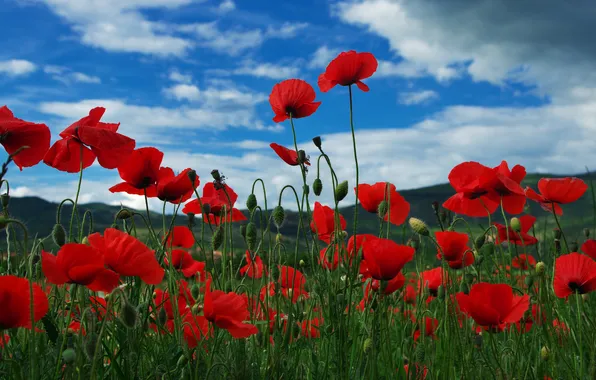 Summer, the sky, clouds, flowers, blue, hills, Maki, dal