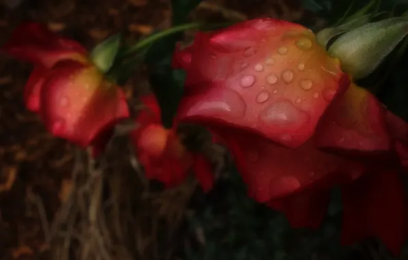 Drops, macro, flowers, the dark background, roses, blur, petals, red