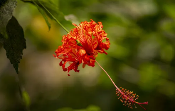Flower, leaves, flowers, red, bokeh, hibiscus