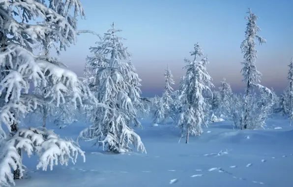 Winter, forest, snow, nature, winter, trees in snow