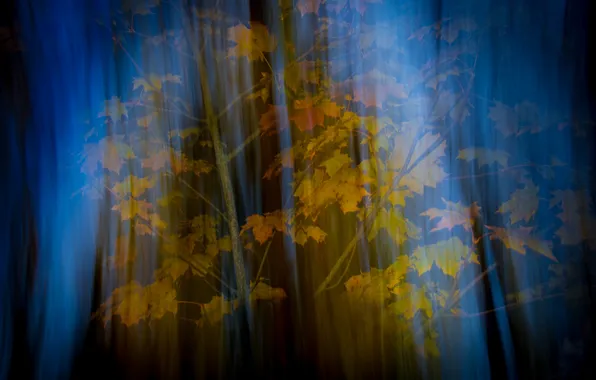 Autumn, leaves, nature