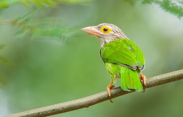 Branches, bird, color, feathers, beak, tail