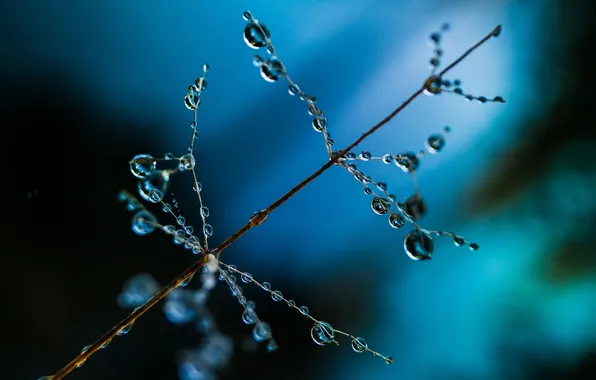 Picture water, drops, Rosa, plant