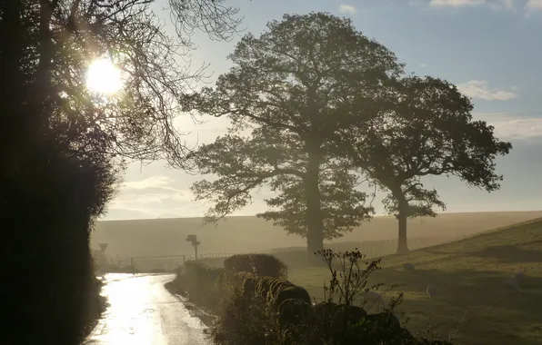 Road, field, landscape, morning