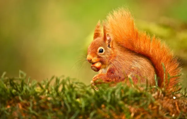 Look, pose, moss, walnut, protein, red, bokeh, hazelnuts
