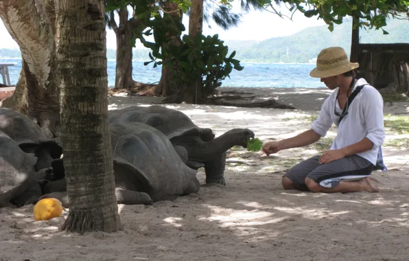 People, turtles, Seychelles Pictures