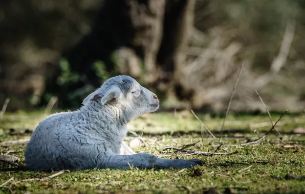 Light, branches, glade, baby, lies, lamb, cub, sheep