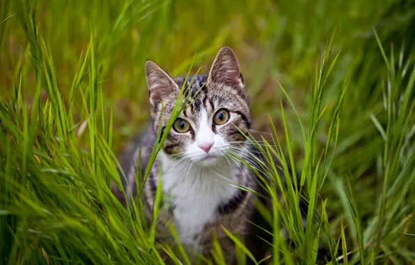 Greens, cat, grass, cat, look, nature, kitty, glade