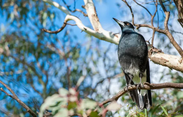 Picture look, leaves, light, trees, branches, nature, bird, black