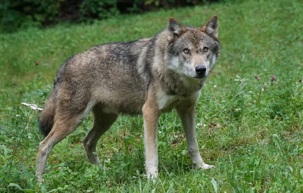 Picture nature, snow, predator, face, animal, wolf, wildlife, portrait