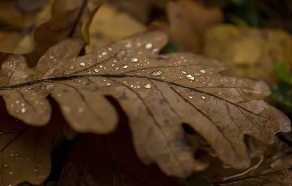 DROPS, SHEET, AUTUMN, oak