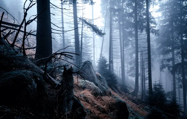 Picture forest, trees, nature, fog, morning, Germany