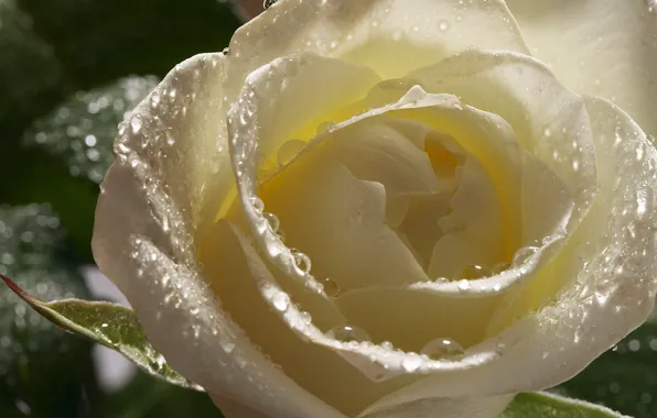 Drops, flowers, Rosa, rose, petals, Bud, white