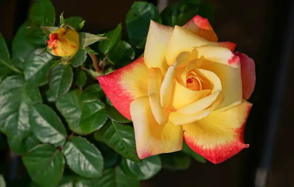 Picture leaves, rose, petals, Bud, yellow