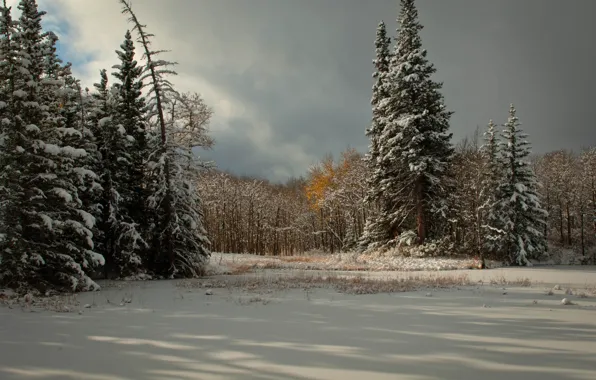 Winter, snow, trees, clouds, spruce, coniferous