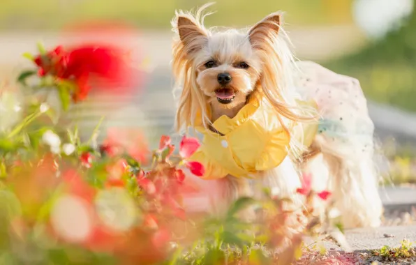 Look, pose, clothing, dog, costume, outfit, image, face