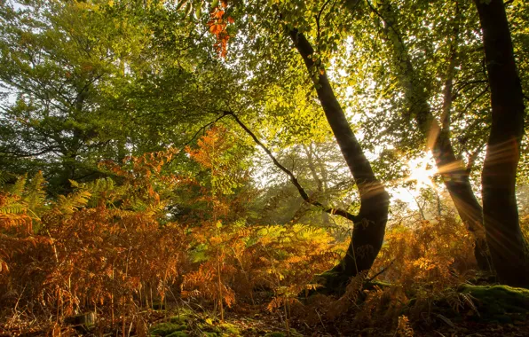 Picture autumn, grass, the sun, trees