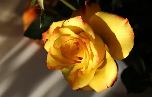 Flower, leaves, light, flowers, the dark background, background, wall, rose