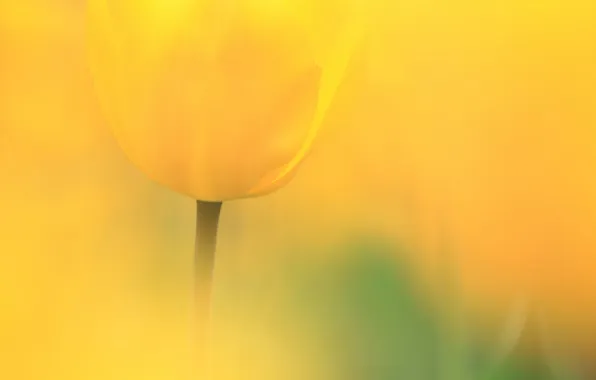 Macro, flowers, tulips