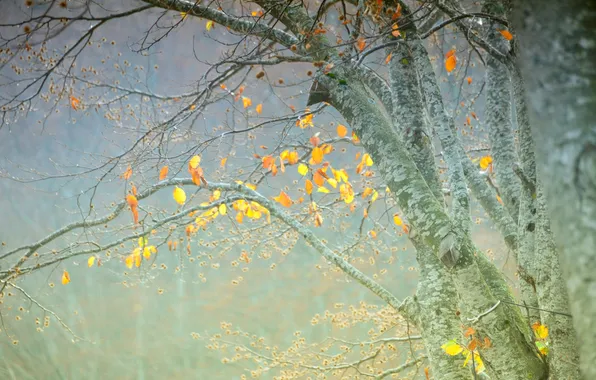 Picture autumn, leaves, trees, fog, haze