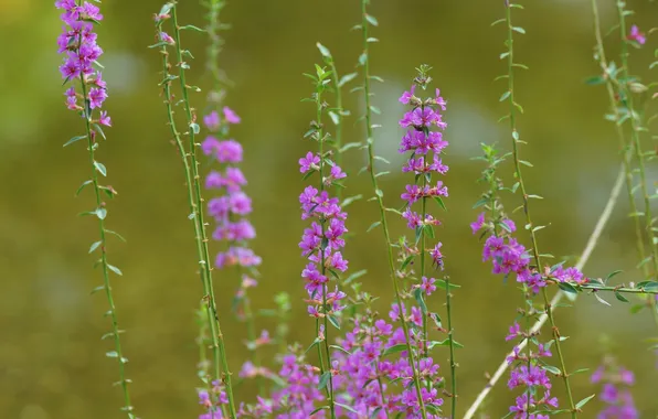 Macro, flowers, blur, pink, field, Lythrum salicaria