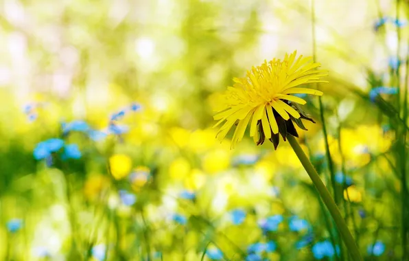 Picture GRASS, YELLOW, MACRO, DANDELION