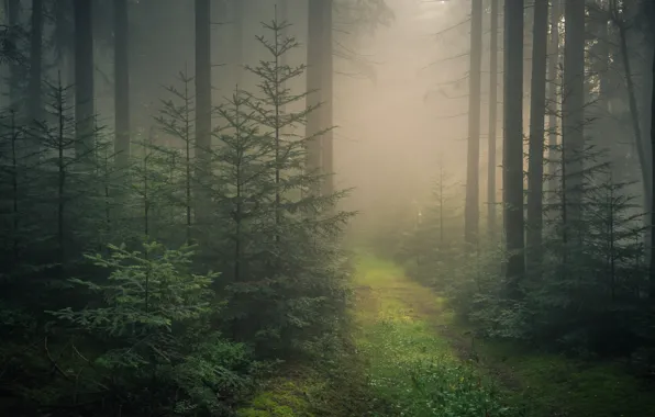 Road, forest, trees, fog, Germany, ate, Germany, Baden-Württemberg