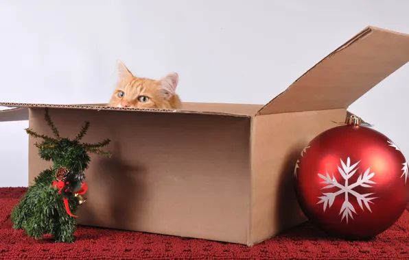 Picture cat, holiday, box, toy