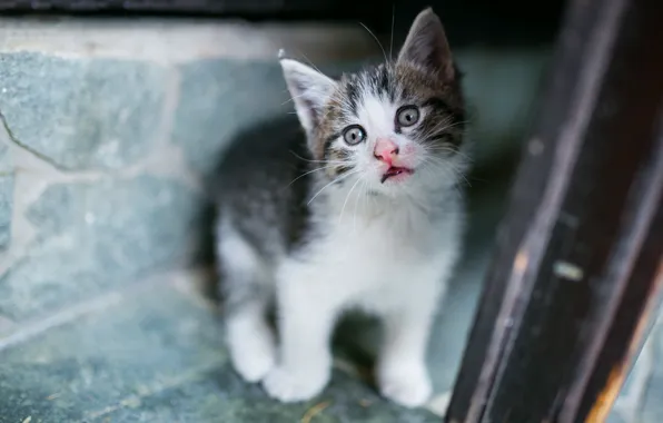 Cat, look, pose, kitty, background, blur, baby, kitty